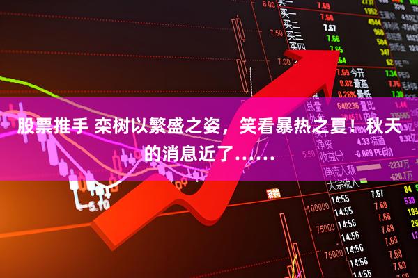 股票推手 栾树以繁盛之姿，笑看暴热之夏！秋天的消息近了……